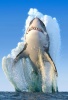 willdog's Avatar