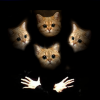 renard's Avatar